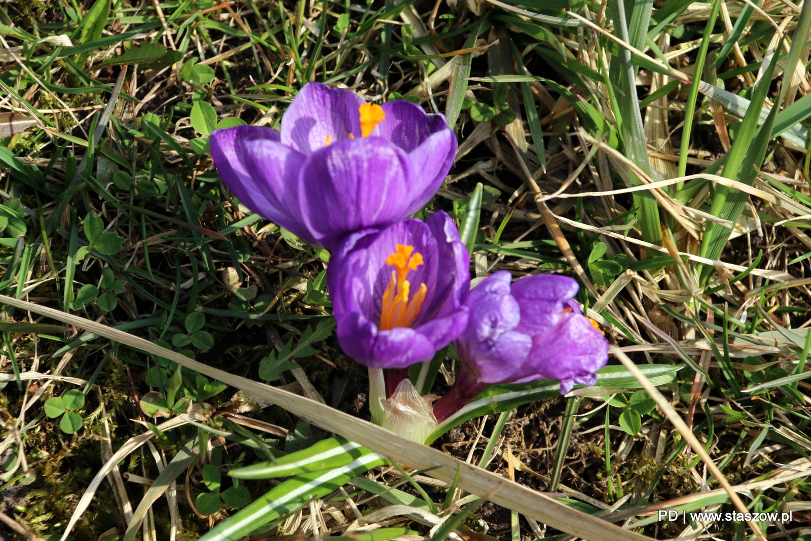 W Parku im. Adama Bienia w Staszowie widać już pierwsze oznaki wiosny