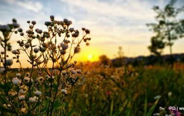 Park im. Górników Siarkowych 17