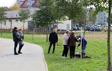 Aleja 500-lecia Staszowa już rośnie! (22.10.2025 r.) 1