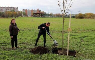 Aleja 500-lecia Staszowa już rośnie! (22.10.2025 r.) 3
