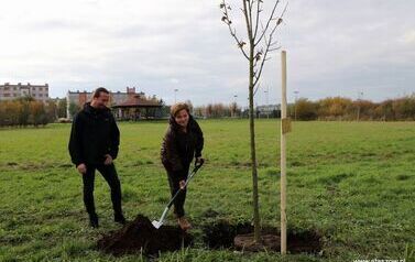Aleja 500-lecia Staszowa już rośnie! (22.10.2025 r.) 4