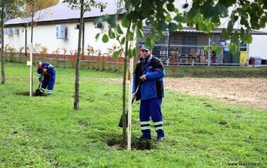Aleja 500-lecia Staszowa już rośnie! (22.10.2025 r.) 7