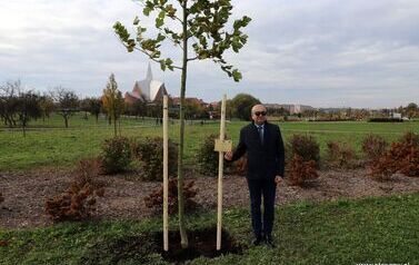 Aleja 500-lecia Staszowa już rośnie! (22.10.2025 r.) 11