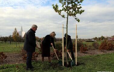 Aleja 500-lecia Staszowa już rośnie! (22.10.2025 r.) 12