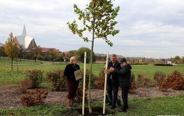 Aleja 500-lecia Staszowa już rośnie! (22.10.2025 r.) 14