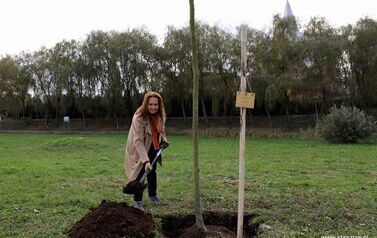 Aleja 500-lecia Staszowa już rośnie! (22.10.2025 r.) 16