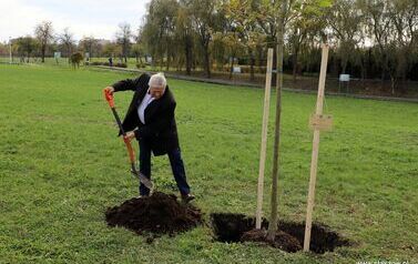 Aleja 500-lecia Staszowa już rośnie! (22.10.2025 r.) 25