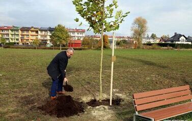 Aleja 500-lecia Staszowa już rośnie! (22.10.2025 r.) 33