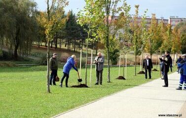 Aleja 500-lecia Staszowa już rośnie! (22.10.2025 r.) 36
