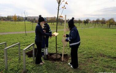 Aleja 500-lecia Staszowa już rośnie! (22.10.2025 r.) 37