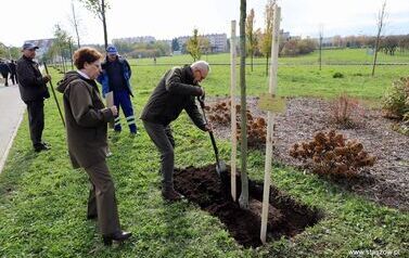 Aleja 500-lecia Staszowa już rośnie! (22.10.2025 r.) 38