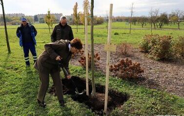 Aleja 500-lecia Staszowa już rośnie! (22.10.2025 r.) 39