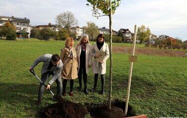 Aleja 500-lecia Staszowa już rośnie! (22.10.2025 r.) 40