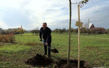 Aleja 500-lecia Staszowa już rośnie! (22.10.2025 r.) 42