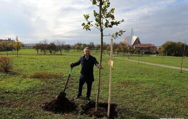 Aleja 500-lecia Staszowa już rośnie! (22.10.2025 r.) 44