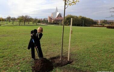 Aleja 500-lecia Staszowa już rośnie! (22.10.2025 r.) 47