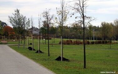 Aleja 500-lecia Staszowa już rośnie! (22.10.2025 r.) 139