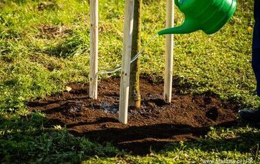 Aleja 500-lecia Staszowa już rośnie! (22.10.2025 r.) 156