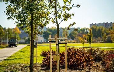 Aleja 500-lecia Staszowa już rośnie! (22.10.2025 r.) 161