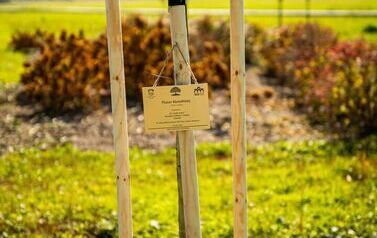 Aleja 500-lecia Staszowa już rośnie! (22.10.2025 r.) 162