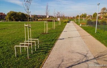 Aleja 500-lecia Staszowa już rośnie! (22.10.2025 r.) 167