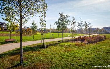 Aleja 500-lecia Staszowa już rośnie! (22.10.2025 r.) 169