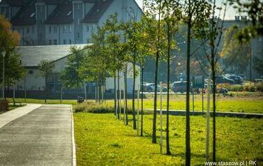 Aleja 500-lecia Staszowa już rośnie! (22.10.2025 r.) 170