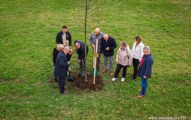 Aleja 500-lecia Staszowa już rośnie! (22.10.2025 r.) 175