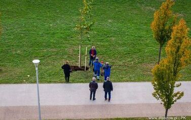 Aleja 500-lecia Staszowa już rośnie! (22.10.2025 r.) 179