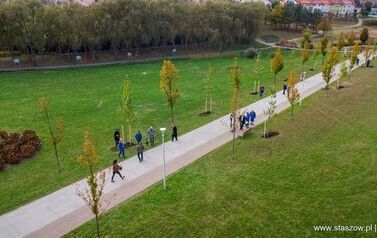 Aleja 500-lecia Staszowa już rośnie! (22.10.2025 r.) 180