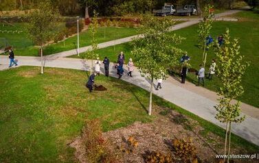 Aleja 500-lecia Staszowa już rośnie! (22.10.2025 r.) 189