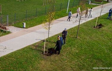 Aleja 500-lecia Staszowa już rośnie! (22.10.2025 r.) 190