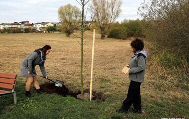 Aleja 500-lecia Staszowa już rośnie! (22.10.2025 r.) 205