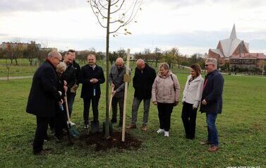 Aleja 500-lecia Staszowa już rośnie! (22.10.2025 r.) 206