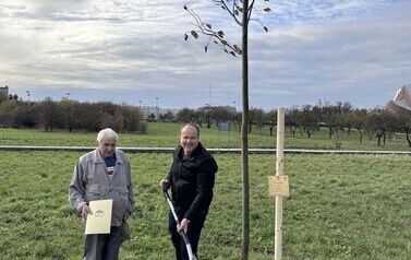 Aleja 500-lecia Staszowa już rośnie! (22.10.2025 r.) 213
