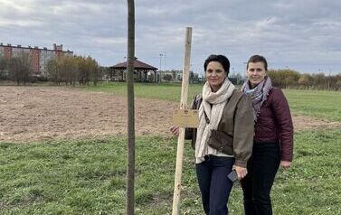 Aleja 500-lecia Staszowa już rośnie! (22.10.2025 r.) 223