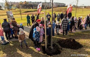 Podsumowanie akcji &bdquo;Aleja 500-lecia Staszowa&rdquo; &ndash; 67 drzew dla miasta (14.11.2025 r.) 17