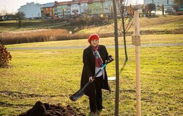 Podsumowanie akcji &bdquo;Aleja 500-lecia Staszowa&rdquo; &ndash; 67 drzew dla miasta (14.11.2025 r.) 23