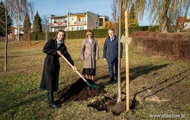Podsumowanie akcji &bdquo;Aleja 500-lecia Staszowa&rdquo; &ndash; 67 drzew dla miasta (14.11.2025 r.) 29