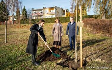 Podsumowanie akcji &bdquo;Aleja 500-lecia Staszowa&rdquo; &ndash; 67 drzew dla miasta (14.11.2025 r.) 30