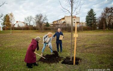 Podsumowanie akcji &bdquo;Aleja 500-lecia Staszowa&rdquo; &ndash; 67 drzew dla miasta (14.11.2025 r.) 31