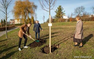 Podsumowanie akcji &bdquo;Aleja 500-lecia Staszowa&rdquo; &ndash; 67 drzew dla miasta (14.11.2025 r.) 32