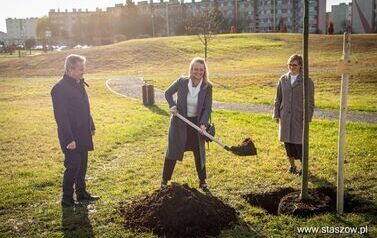 Podsumowanie akcji &bdquo;Aleja 500-lecia Staszowa&rdquo; &ndash; 67 drzew dla miasta (14.11.2025 r.) 34