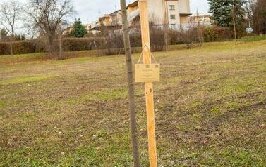 Podsumowanie akcji &bdquo;Aleja 500-lecia Staszowa&rdquo; &ndash; 67 drzew dla miasta (14.11.2025 r.) 35