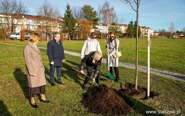 Podsumowanie akcji &bdquo;Aleja 500-lecia Staszowa&rdquo; &ndash; 67 drzew dla miasta (14.11.2025 r.) 36