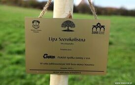 Aleja 500-lecia Staszowa już rośnie! (22.10.2025 r.) 2