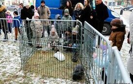 Orszak Trzech Kr&oacute;li w Staszowie (06.01.2026 r.) 29