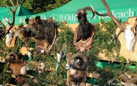VII Staszowskie Spotkania z Kulturą Łowiecką w Staszowie (21.09.2024 r.) 7