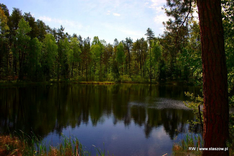 leśny staw Grodzony