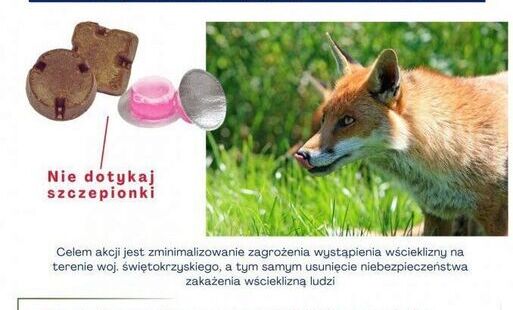Plakat: Komunikat Świętokrzyskiego Wojewódzkiego Lekarza Weterynarii o szczepieniu lisów przeciwko wściekliźnie